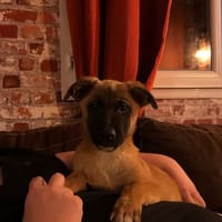 ROSA, chienne à adopter