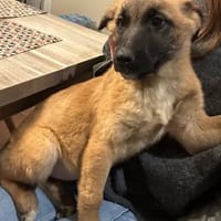 LILY, chienne à adopter