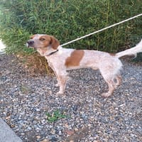 MARS, chien à adopter