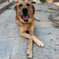 Miguel, chien à adopter