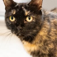 Théophila, chatte à adopter