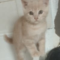 Anastasia, chatte à adopter