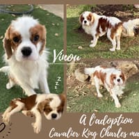 Vinou, chien à adopter