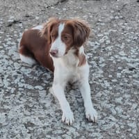 RIO, perro en adopción