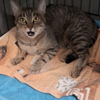 Apolonia, kotka do adopcji