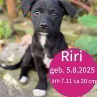 Riri ca 4 mon. 22 cm, Hündin zur Adoption