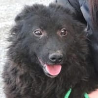 Wer gibt BLACKY 3 ein Zuhause, Hund zur Adoption