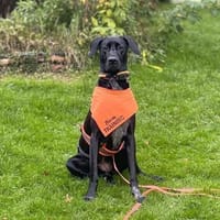 Kaja - sensibler Doggen-Mix, Hündin zur Adoption