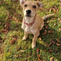Mogli sucht sein Abenteuer, Hund zur Adoption