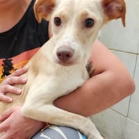 Spicey wer zeigt ihr die große Welt?, Hündin zur Adoption