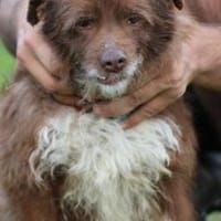 Inky - verschmuste, kleine Hündin, Hündin zur Adoption