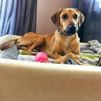 Luigi - aufgeweckt und freundlich, Hund zur Adoption