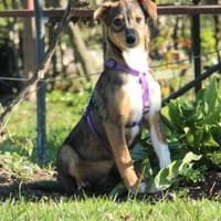 Bandina unser Herzenshund..., Hündin zur Adoption