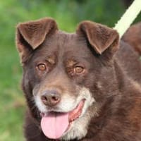 Brownie - sehr verschmust u. kinderlieb, Hündin zur Adoption