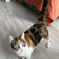 Verschmuste Lily ❤, Katze zur Adoption