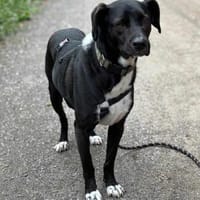 Jobbe auf Pflegestelle in NRW, Hund zur Adoption