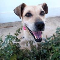 Arleta, verschmuste Hündin, 7J 76532, Hündin zur Adoption