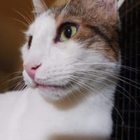 Lunos, verschmuster Entdecker, ca. 3 J, Kater zur Adoption