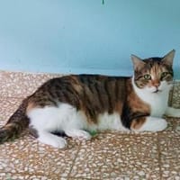 Lucky, ausgeglichene Katzenlady, ca. 5 J, Katze zur Adoption