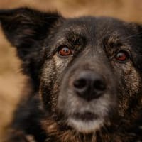 Ira - lieb und ruhig, Hündin zur Adoption