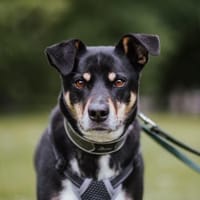 Mina - die hübsche Abenteurerin, Hündin zur Adoption