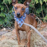 Pepe - kleine Maus sucht großes Glück, Hund zur Adoption