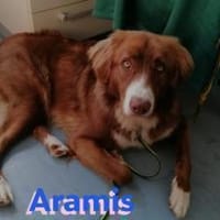 Aramis - lernwillig und wachsam, Hund zur Adoption