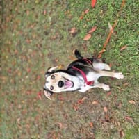 Marley - ein fröhlicher Jungrüde, Hund zur Adoption