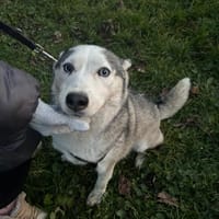 Lana sucht ihr liebevolles Zuhause, Hündin zur Adoption