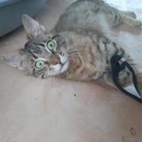 Cher, kleines Löwenköpfchen, ca. 1 Jahr, Katze zur Adoption