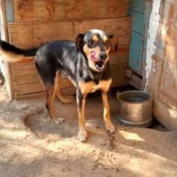 Falco-freundlich und menschenbezogen, Hund zur Adoption