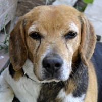 Gustav, Hund zur Adoption