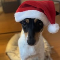 In Düsseldorf wartet Jack Russel Hündin!, Hündin zur Adoption