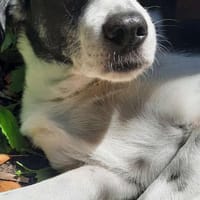 Gustav sucht sein Traum-Zuhause!, Hund zur Adoption