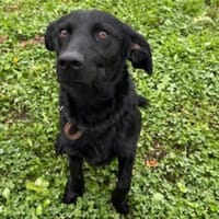 Der kleine Labradormischling Pauli, Hund zur Adoption