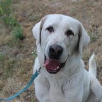 Nona, su. Familie mit Haus/ Hof, Hündin zur Adoption