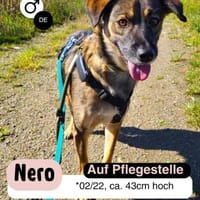 Liebenswürdiger NERO sucht Kuschelplatz, Hund zur Adoption