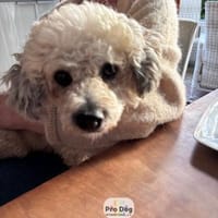 Pepe auf Pflegestelle, Hund zur Adoption