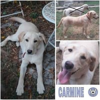CARMINE -rundum tolle Junghündin-, Hündin zur Adoption