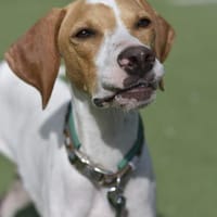 PLUTO - Zuckerschnute sucht Zuhause 🫠, Hund zur Adoption