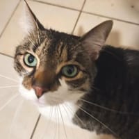 *** Hübscher NACHO!***, Kater zur Adoption