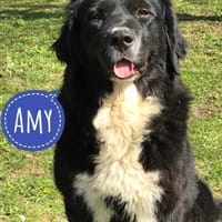 Amy ein richtiger Teddybär, Hündin zur Adoption