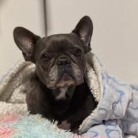 Zuckerschnute sucht ihr Märchen-Zuhause, Hündin zur Adoption