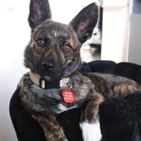 kl. Prinzessin sucht für immer Zuhause, Hündin zur Adoption