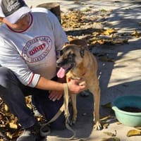 Soziale RUBY = Herz in Not 🆘🆘🆘, Hündin zur Adoption