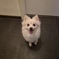 Lilly - aktive Hündin, Hündin zur Adoption