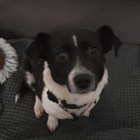 Lissy, verschmuste Mini-Hündin, Hündin zur Adoption