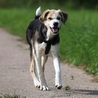 PLUMA - unser purer Sonnenschein 🌞, Hündin zur Adoption