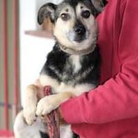 NASRI - liebevolles Zuhause gesucht!, Hündin zur Adoption