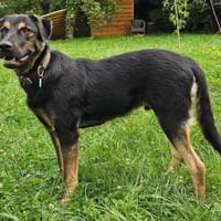 HULK - in 35799 Merenberg, Hund zur Adoption